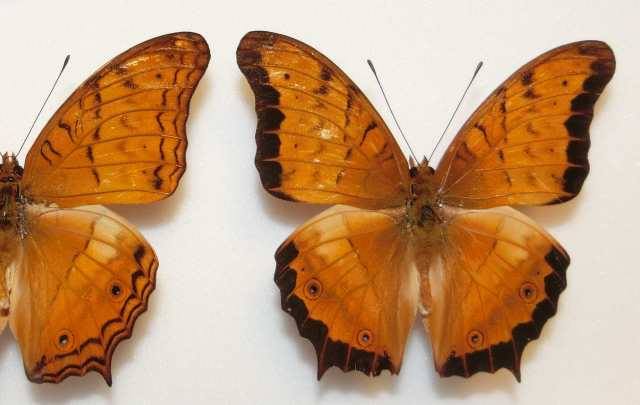 Vindula dejone (aberration, marinduque is. philippines) (Internet Image property of respective owner, non-commercial use only)